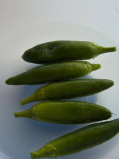Our jalapeño has grown to good size.  Time to pickle them.  I just planted tomatillo plants 🪴. I can’t find tomatillo is Tokyo so decided to plant it and looking forward to making salsa verde.😉
バルコニーで育てたハラペニョが収穫出来ました。
沢山たくさんなってます。まずは、ハラペニョをピクルスにします。今週は、トマテイーヨを植えました。
東京ではトマテイーヨが買えないので栽培してサルサベルデを作るのが楽しみです。夏になるとメキシカンが食べたくなります。もっぱら、フラワーもコーンもトルティーヤを作ってます。今度レシピを載せますね。😉

#jarapeno #pickledharapeno #ハラペニョ　#ハラペニョピクルス